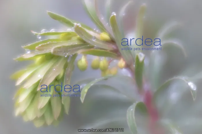  : USA, Washington State, Seabeck. Close-up of buds of