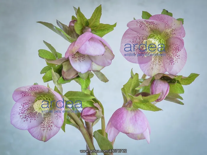: USA, Washington State, Seabeck. Close-up of hellebore : USA, Washington State, Seabeck. Close-up of hellebore