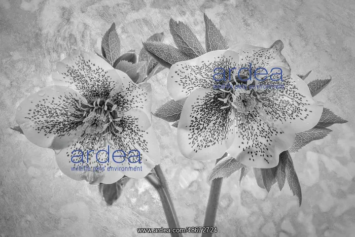 : USA, Washington State, Seabeck. Close-up of hellebore : USA, Washington State, Seabeck. Close-up of hellebore