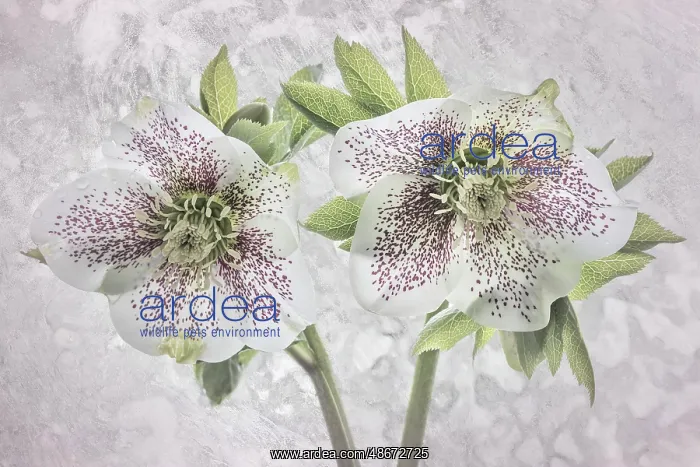 : USA, Washington State, Seabeck. Close-up of hellebore : USA, Washington State, Seabeck. Close-up of hellebore