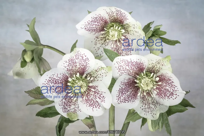 : USA, Washington State, Seabeck. Close-up of hellebore : USA, Washington State, Seabeck. Close-up of hellebore