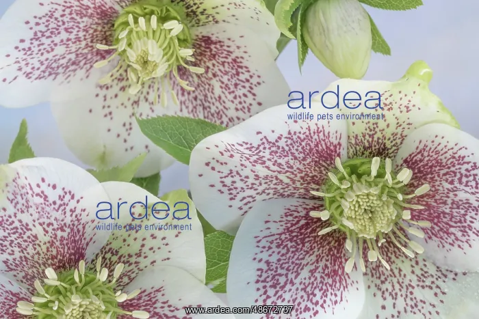 : USA, Washington State, Seabeck. Close-up of hellebore : USA, Washington State, Seabeck. Close-up of hellebore