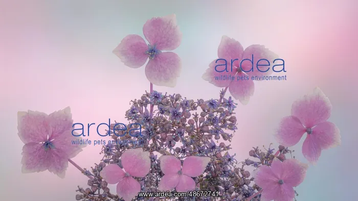 : USA, Washington State, Seabeck. Close-up of hydrangea : USA, Washington State, Seabeck. Close-up of hydrangea