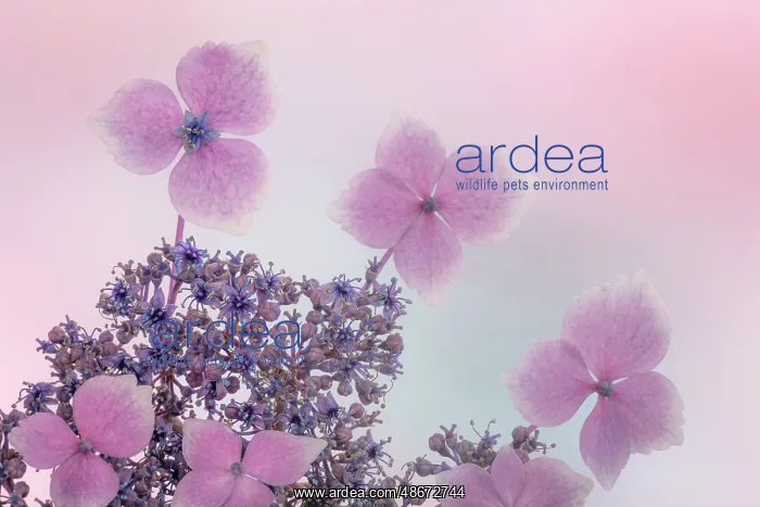 : USA, Washington State, Seabeck. Close-up of hydrangea : USA, Washington State, Seabeck. Close-up of hydrangea