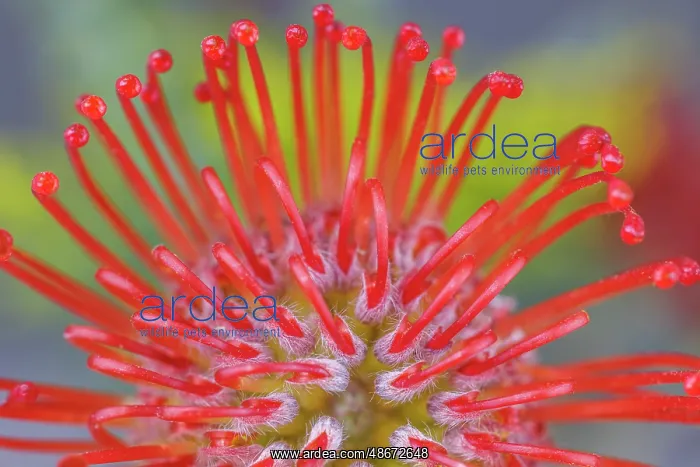 : USA, Washington State, Seabeck. Close-up of nodding : USA, Washington State, Seabeck. Close-up of nodding