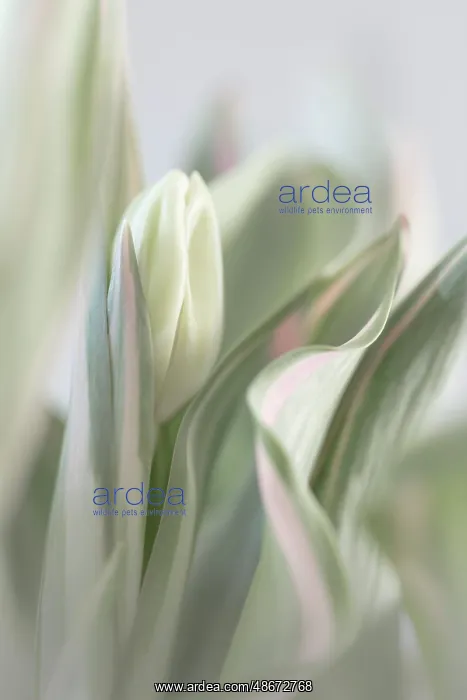 : USA, Washington State, Seabeck. Close-up of tulip in bud : USA, Washington State, Seabeck. Close-up of tulip in bud