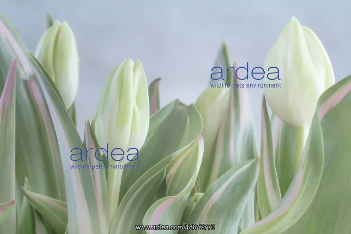 : USA, Washington State, Seabeck. Close-up of tulip in bud : USA, Washington State, Seabeck. Close-up of tulip in bud