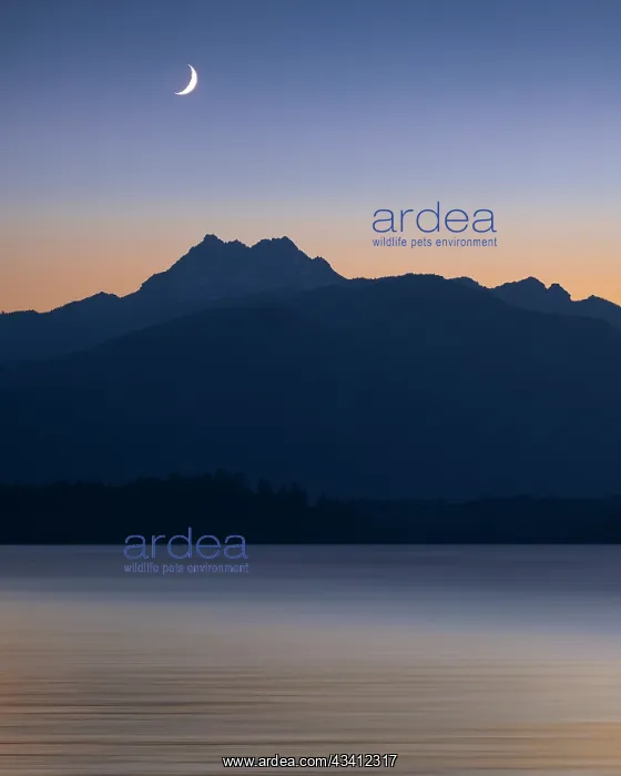 : USA, Washington State, Seabeck. Crescent moon at : USA, Washington State, Seabeck. Crescent moon at