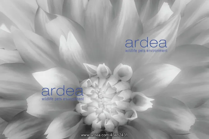 : USA, Washington State, Seabeck. Dahlia close-up : USA, Washington State, Seabeck. Dahlia close-up