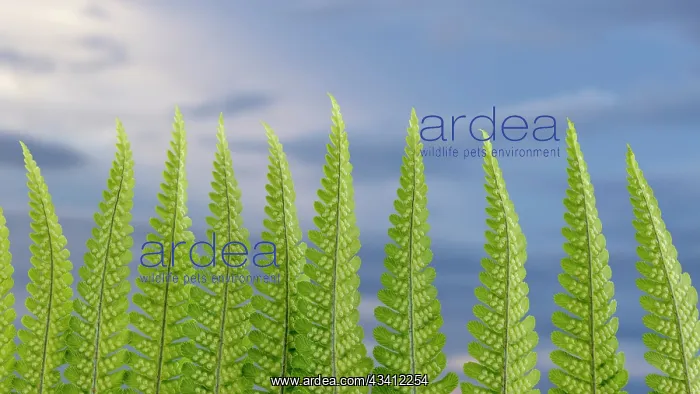 : USA, Washington State, Seabeck. Fern forest against sky : USA, Washington State, Seabeck. Fern forest against sky