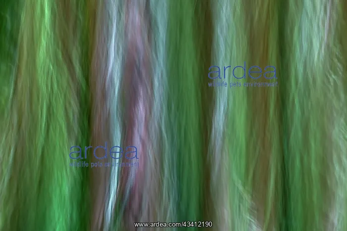 : USA, Washington State, Seabeck. Forest fantasy in : USA, Washington State, Seabeck. Forest fantasy in