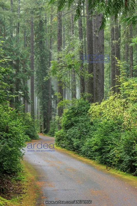 : USA, Washington State, Seabeck. Forest and road in Scenic : USA, Washington State, Seabeck. Forest and road in Scenic
