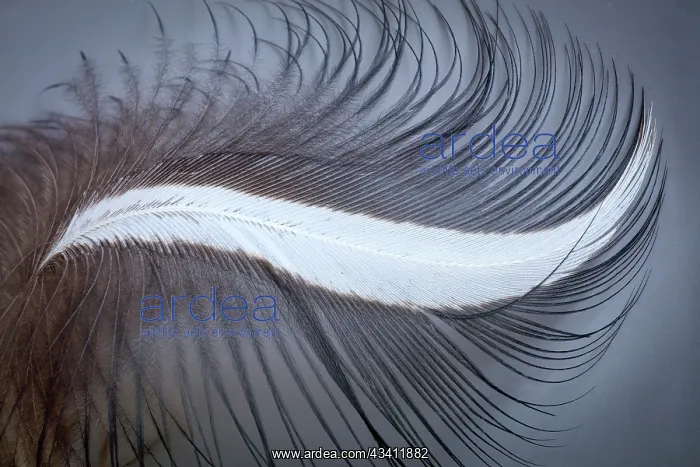 : USA, Washington State, Seabeck. Great blue heron : USA, Washington State, Seabeck. Great blue heron