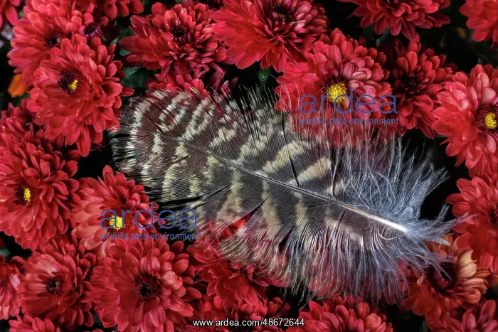 : USA, Washington State, Seabeck. Hawk feather on : USA, Washington State, Seabeck. Hawk feather on