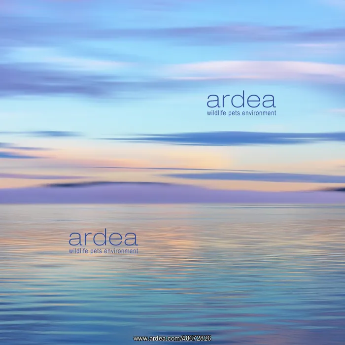 : USA, Washington State, Seabeck. Hood Canal sunrise : USA, Washington State, Seabeck. Hood Canal sunrise