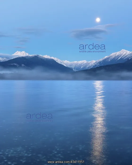 : USA, Washington State, Seabeck. Moon setting over : USA, Washington State, Seabeck. Moon setting over