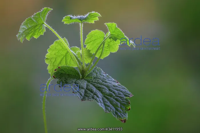 : USA, Washington State, Seabeck. Piggyback plant : USA, Washington State, Seabeck. Piggyback plant