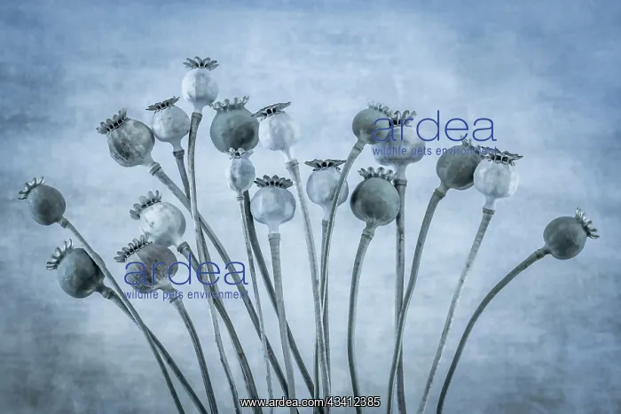 : USA, Washington State, Seabeck. Poppies gone to seed : USA, Washington State, Seabeck. Poppies gone to seed