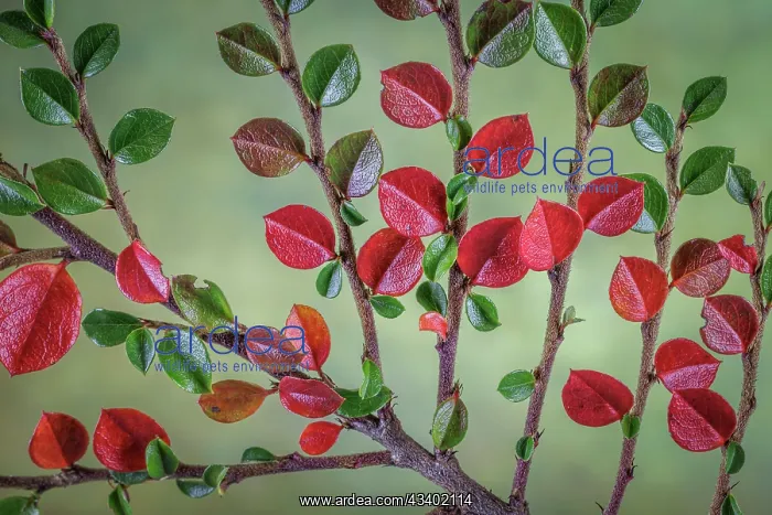 : USA, Washington State, Seabeck. Rock cotoneaster : USA, Washington State, Seabeck. Rock cotoneaster