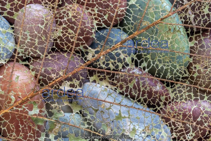 : USA, Washington State, Seabeck. Skeletonized leaf : USA, Washington State, Seabeck. Skeletonized leaf