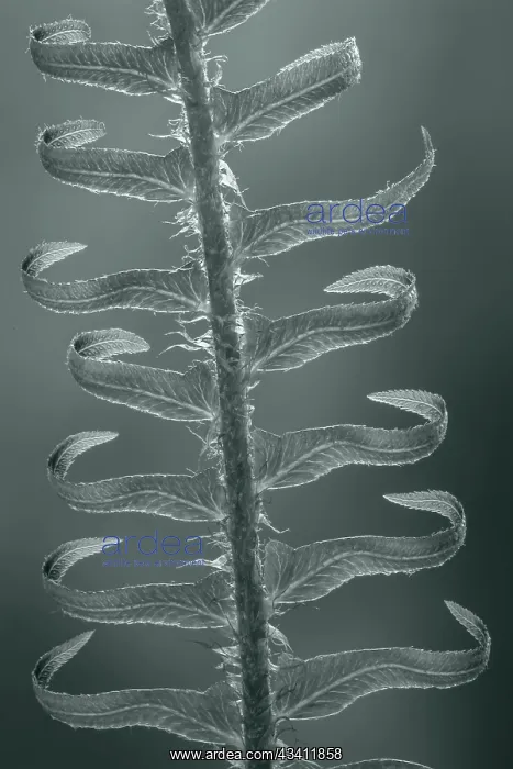 : USA, Washington State, Seabeck. Sword fern in spring : USA, Washington State, Seabeck. Sword fern in spring