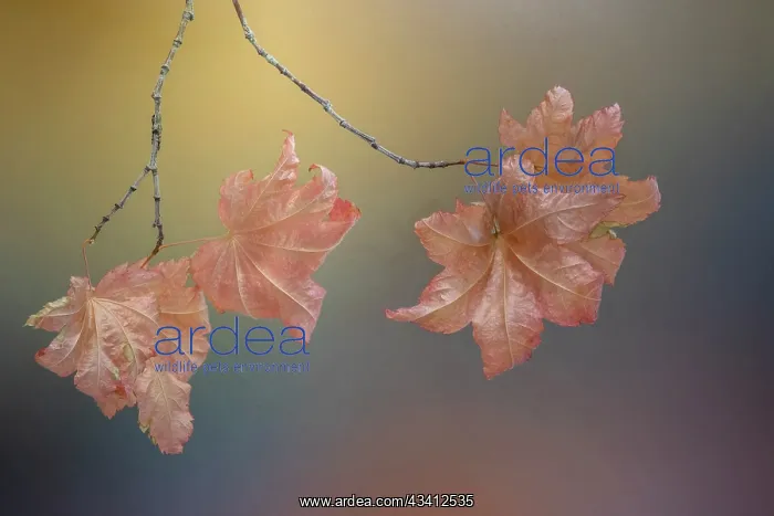 : USA, Washington State, Seabeck. Vine maple leaves : USA, Washington State, Seabeck. Vine maple leaves
