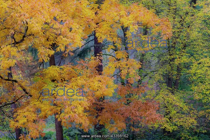 : USA, Washington State, Seattle. Washington Park : USA, Washington State, Seattle. Washington Park