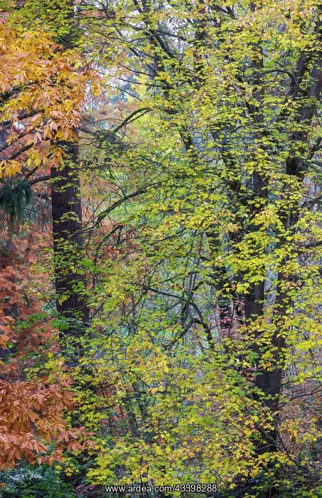 : USA, Washington State, Seattle. Washington Park : USA, Washington State, Seattle. Washington Park