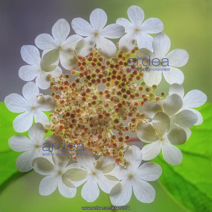 : USA, Washington State, Silverdale. Highbush cranberry : USA, Washington State, Silverdale. Highbush cranberry