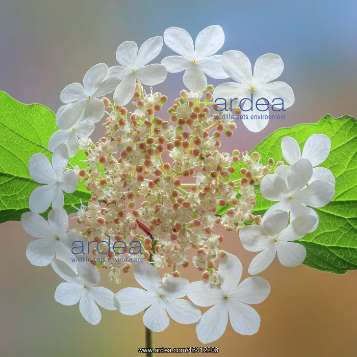 : USA, Washington State, Silverdale. Highbush cranberry : USA, Washington State, Silverdale. Highbush cranberry