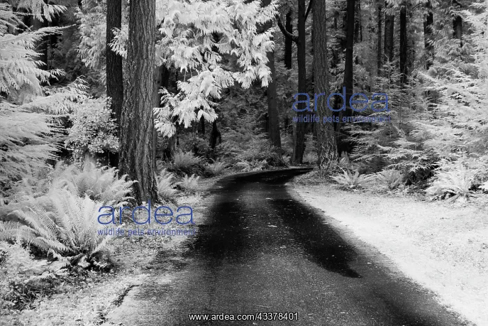 : USA, Washington State, Skagit Valley, Country backroad : USA, Washington State, Skagit Valley, Country backroad
