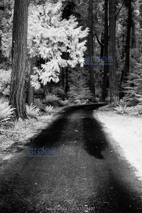 : USA, Washington State, Skagit Valley, Country backroad : USA, Washington State, Skagit Valley, Country backroad