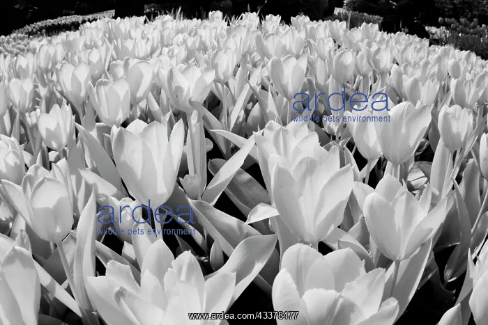 : USA, Washington State, Skagit Valley, low angle : USA, Washington State, Skagit Valley, low angle