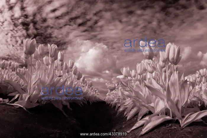 : USA, Washington State, Skagit Valley, low angle : USA, Washington State, Skagit Valley, low angle