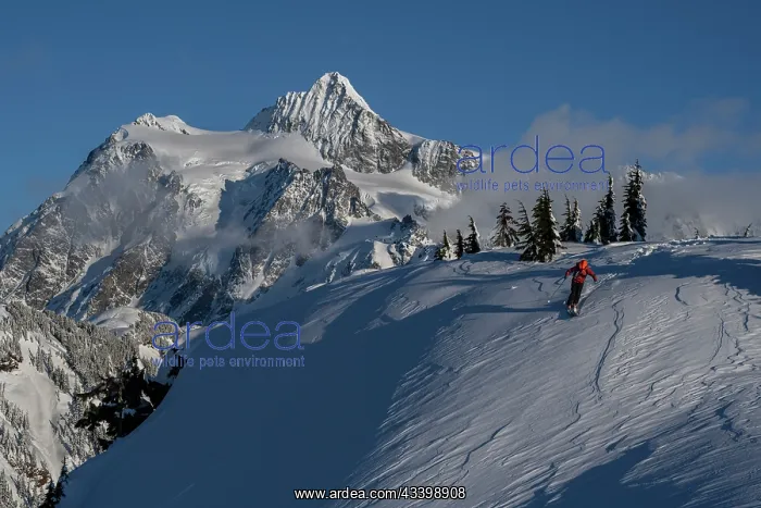 : USA, Washington State. Skier challenged by wind-drifted : USA, Washington State. Skier challenged by wind-drifted