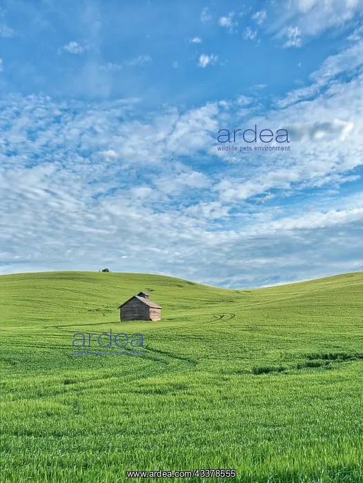 : USA, Washington State, Small barn and tracks in wheat field : USA, Washington State, Small barn and tracks in wheat field