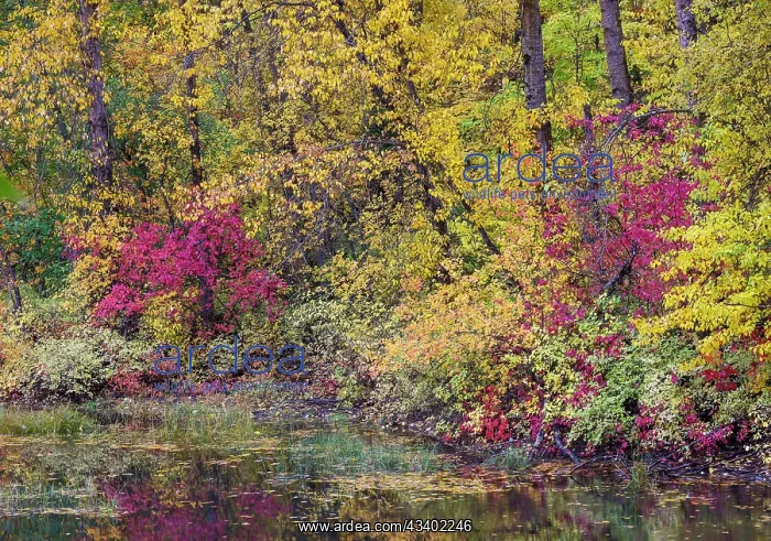 : USA, Washington State, small pond near Easton surrounded : USA, Washington State, small pond near Easton surrounded