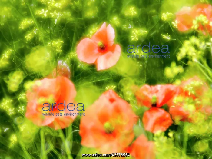 : USA, Washington State, Spring Fire Poppies : USA, Washington State, Spring Fire Poppies