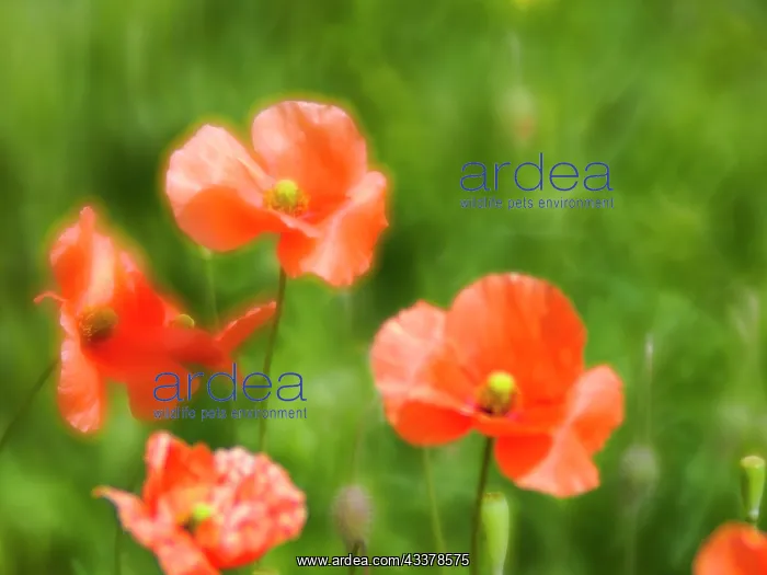 : USA, Washington State, Spring Fire Poppies close up : USA, Washington State, Spring Fire Poppies close up