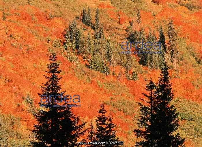 : USA, Washington State, Stevens Pass, Blueberry : USA, Washington State, Stevens Pass, Blueberry