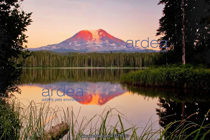 : USA, Washington State, Sunset on Mt. Adams reflecting : USA, Washington State, Sunset on Mt. Adams reflecting