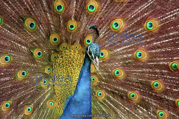  : USA, Washington State, Tacoma. Close-up of displaying