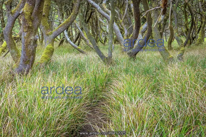 : USA, Washington State, Twin Harbors State Park : USA, Washington State, Twin Harbors State Park