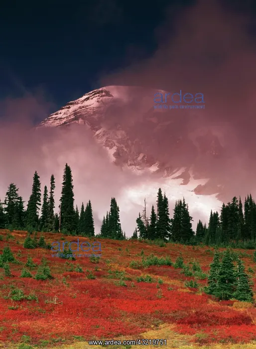 : USA, Washington State, View of Mt. Rainier : USA, Washington State, View of Mt. Rainier