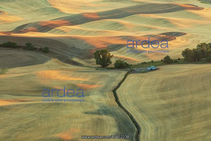 : USA, Washington State, Whitman County, Palouse : USA, Washington State, Whitman County, Palouse