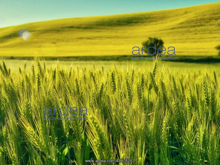 : USA, Washington State, Winter wheat field close up : USA, Washington State, Winter wheat field close up
