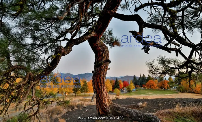 : USA, Washington State, Winthrop, Sun Mountain and : USA, Washington State, Winthrop, Sun Mountain and