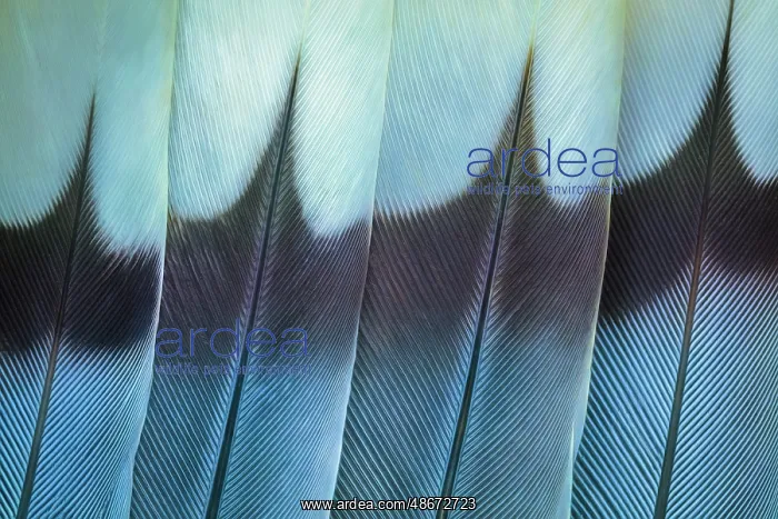 : USA, Washington. Wing feathers of mourning dove. ic Don : USA, Washington. Wing feathers of mourning dove. ic Don