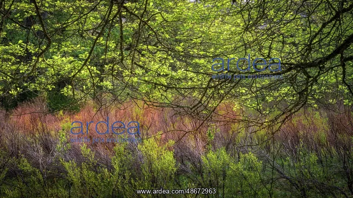 : USA, West Virginia, New River Gorge National Park. Forest : USA, West Virginia, New River Gorge National Park. Forest