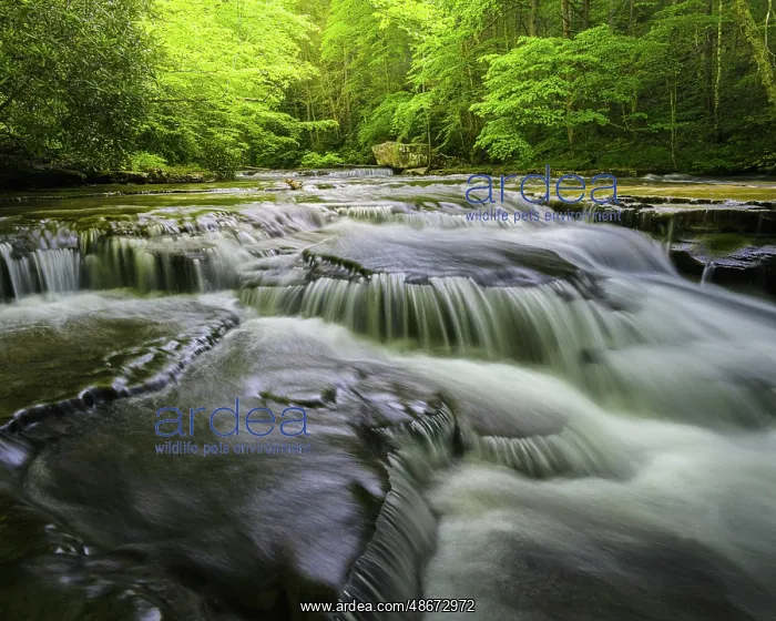 : USA, West Virginia, New River Gorge National Park. Landscape : USA, West Virginia, New River Gorge National Park. Landscape